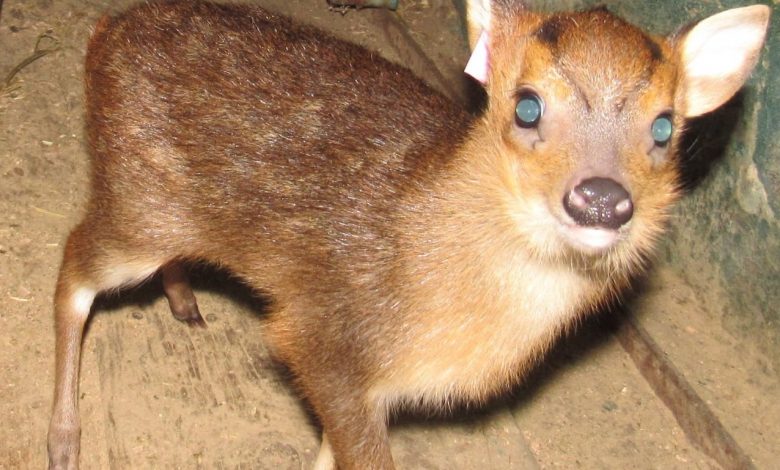 У Миколаївському зоопарку народилось оленятко | Корабелов.ИНФО