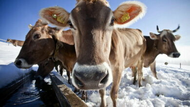"Сшиби рог с зимы": 24 февраля в народе - Власьев день или "Коровий праздник" | Корабелов.ИНФО