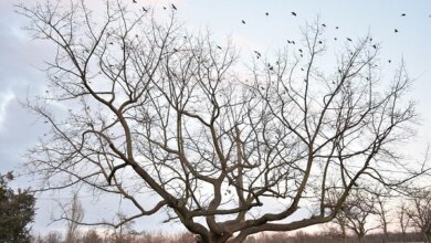 Дуб в Корабельном районе получит статус ботанического памятника природы и будет охраняться | Корабелов.ИНФО