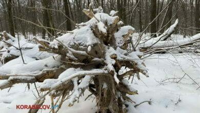 выкорчеванное с корнем дерево