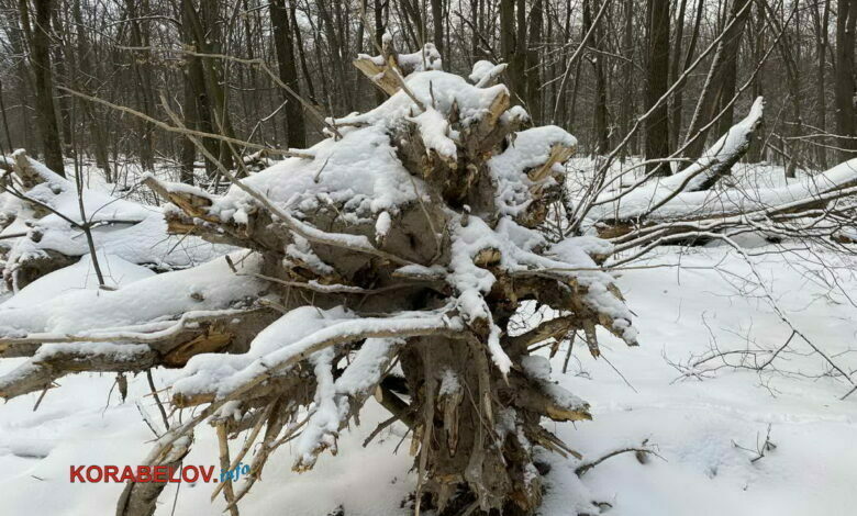 выкорчеванное с корнем дерево