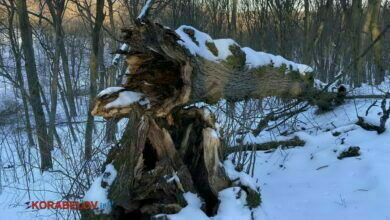 упавшее дерево