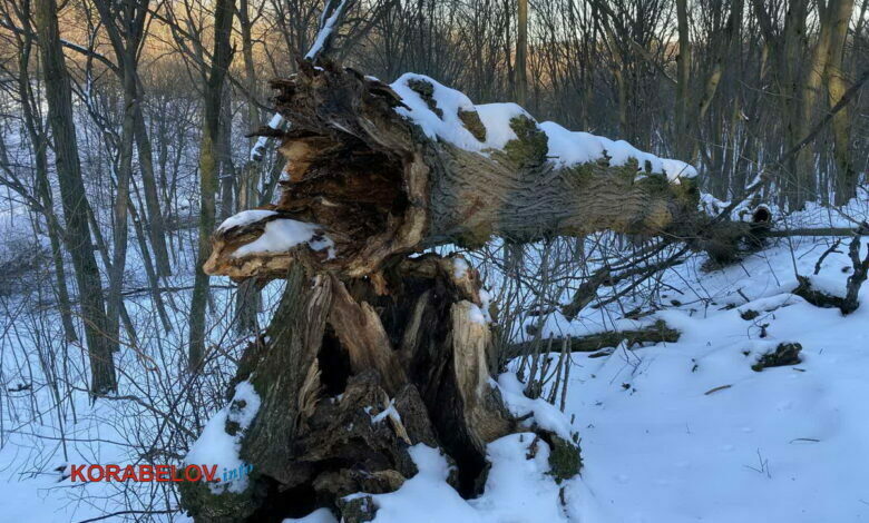 упавшее дерево