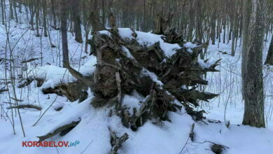 упавшее дерево