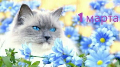 1 марта - Всемирный день иммунитета, День «Ноль дискриминации»... | Корабелов.ИНФО