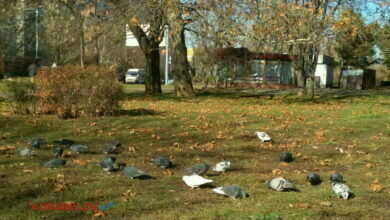 осень в Корабельном районе Николаева