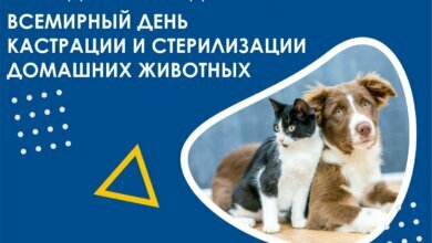 23 февраля - Прохор Весновей, Харлампий, Всемирный День стерилизации животных | Корабелов.ИНФО