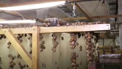 На ферме в Галицыново начали делать натуральную косметику из слизи улиток (видео) | Корабелов.ИНФО