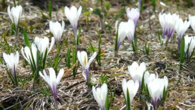 Мокрый снег и гололед: погода в Николаеве на праздничные выходные | Корабелов.ИНФО