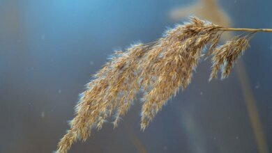 Опади та поривчастий вітер: вихідними погода на Миколаївщині буде мінливою | Корабелов.ИНФО