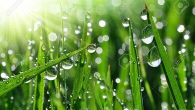 Прогноз погоды на завтра: к ночи дождь в Николаеве прекратится, а днём будет до +17 градусов | Корабелов.ИНФО