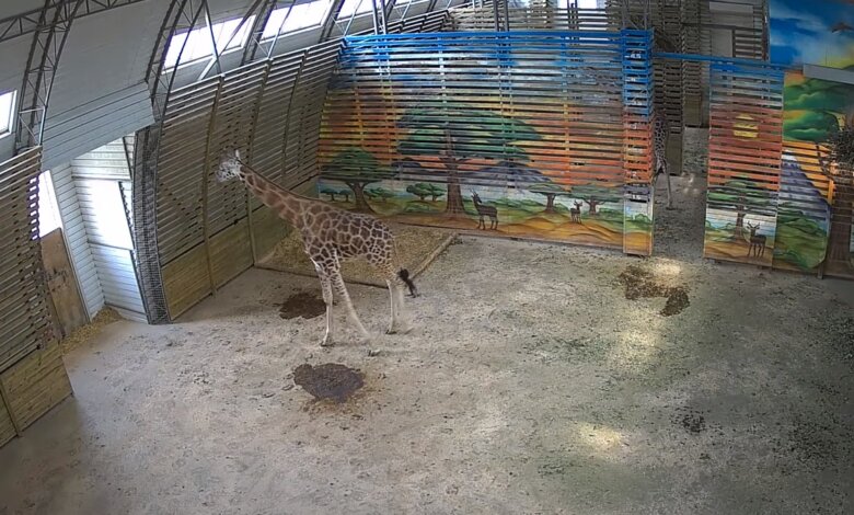 «Подглядеть» за жирафами в Николаевском зоопарке теперь можно через YouTube | Корабелов.ИНФО