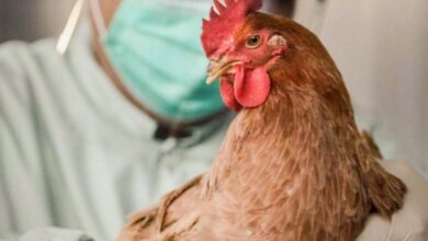 Галицыново, Лупарево, Прибугское и др. села вошли в 10-километровую зону птичьего гриппа | Корабелов.ИНФО