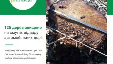 В Витовском районе спилили свыше ста деревьев — ущерб оценили почти в миллион | Корабелов.ИНФО