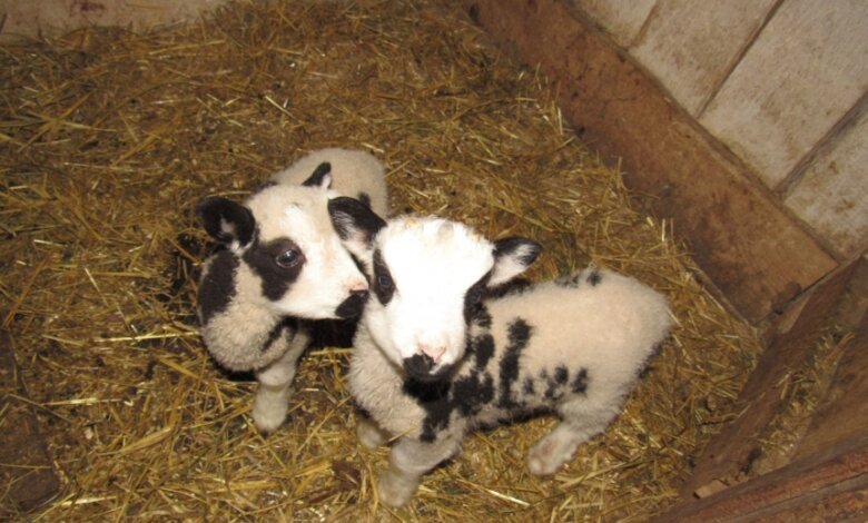 В николаевском зоопарке у овец святого Якова родились двое барашков | Корабелов.ИНФО image 2