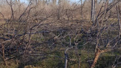 В Николаеве задержали мужчин, пиливших деревья в парке «Дружба» Корабельного района | Корабелов.ИНФО