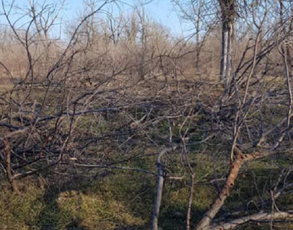 В Николаеве задержали мужчин, пиливших деревья в парке «Дружба» Корабельного района | Корабелов.ИНФО