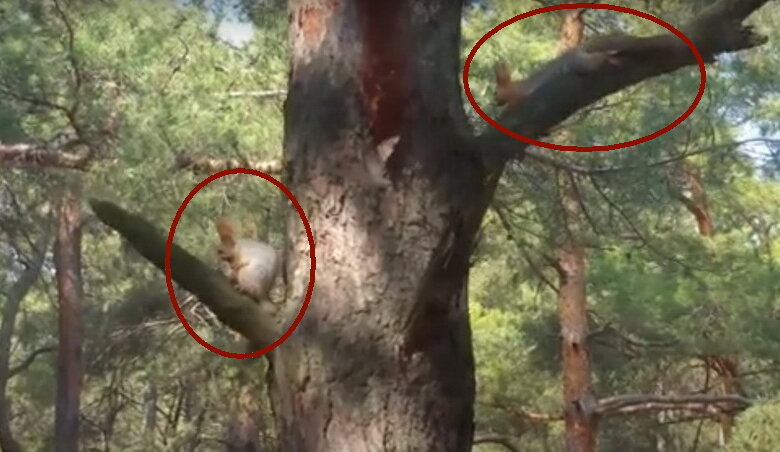 "Белка грызет кость". Видео с пушистыми жительницами Балабановского леса | Корабелов.ИНФО