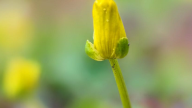Березнева зима закінчується: прогноз погоди для Миколаївщини на вихідні | Корабелов.ИНФО