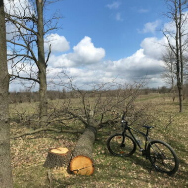 "Моральные уроды!": в лесопосадке Корабельного района орудуют браконьеры | Корабелов.ИНФО image 2