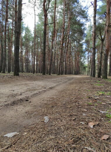 "Это позор и стыд, что мы живём среди таких людей", - николаевцы о кучах мусора в Балабановском лесу | Корабелов.ИНФО image 5