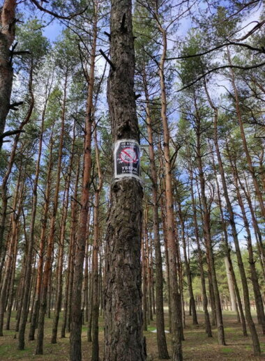 "Это позор и стыд, что мы живём среди таких людей", - николаевцы о кучах мусора в Балабановском лесу | Корабелов.ИНФО image 7