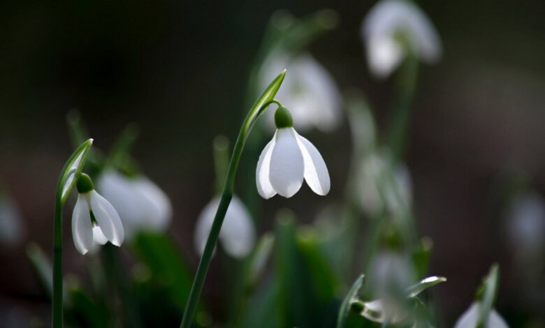 19 апреля - День подснежника, велосипеда и чеснока... | Корабелов.ИНФО