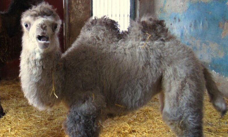 В николаевском зоопарке родился верблюжонок Джола | Корабелов.ИНФО