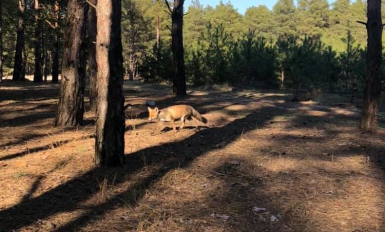 В Николаевском лесу сфотографировали лису, которая пришла к людям за едой | Корабелов.ИНФО