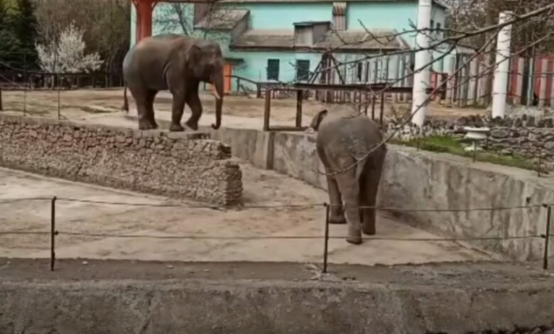 В Николаевском зоопарке показали трюки слонов. ВИДЕО | Корабелов.ИНФО