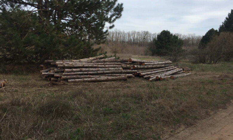 Без одобрения общественности: возле НГЗ рубят лес - к терминалу Фалько построят новую ж/д ветку (Видео) | Корабелов.ИНФО image 3