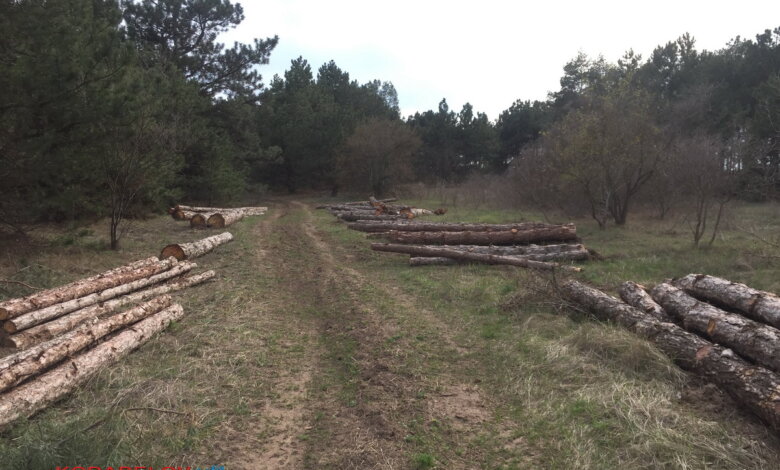 Без одобрения общественности: возле НГЗ рубят лес - к терминалу Фалько построят новую ж/д ветку (Видео) | Корабелов.ИНФО image 4