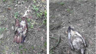 В Балабановском лесу выявили птичий грипп. Гибнут соколы и вороны (фото) | Корабелов.ИНФО