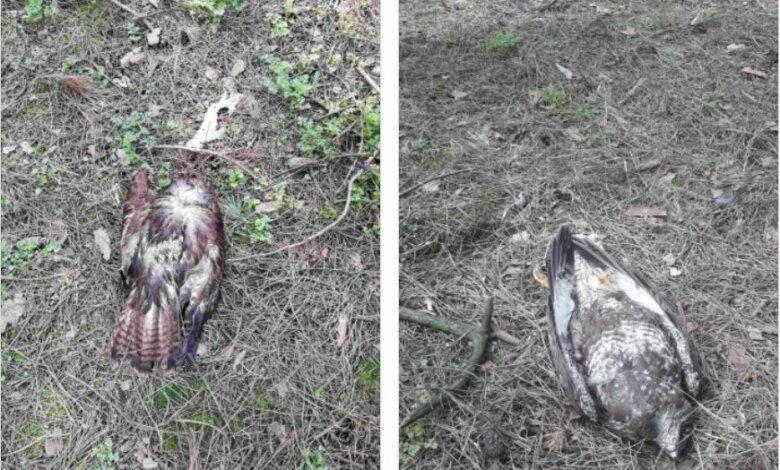 В Балабановском лесу выявили птичий грипп. Гибнут соколы и вороны (фото) | Корабелов.ИНФО