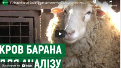 Барана зовут Федор: в больнице Корабельного района показали своего питомца (видео) | Корабелов.ИНФО