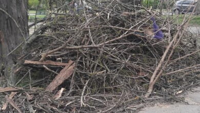 Обрезая деревья, подрядчик разрушил тротуарную плитку и асфальт в Корабельном районе (Видео) | Корабелов.ИНФО image 1