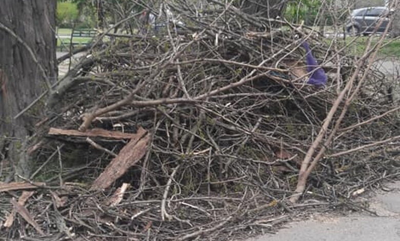 Обрезая деревья, подрядчик разрушил тротуарную плитку и асфальт в Корабельном районе (Видео) | Корабелов.ИНФО image 1