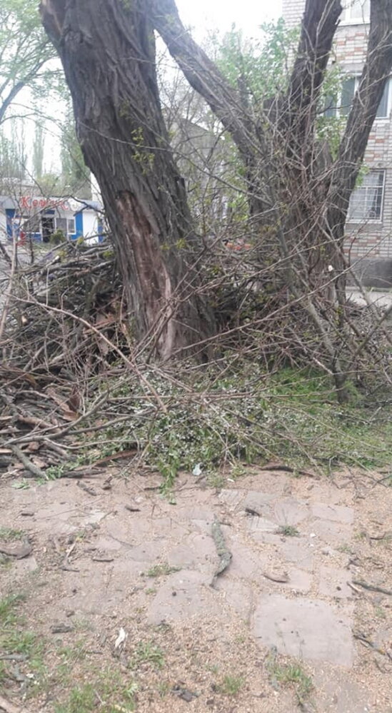 Обрезая деревья, подрядчик разрушил тротуарную плитку и асфальт в Корабельном районе (Видео) | Корабелов.ИНФО image 5