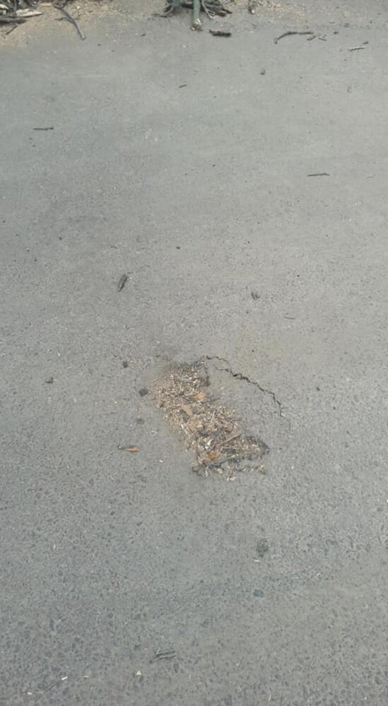 Обрезая деревья, подрядчик разрушил тротуарную плитку и асфальт в Корабельном районе (Видео) | Корабелов.ИНФО image 8