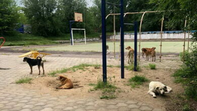 бездомные собаки в Корабельном районе г. Николаева