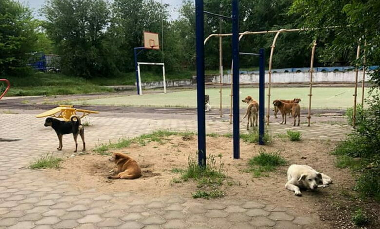 бездомные собаки в Корабельном районе г. Николаева