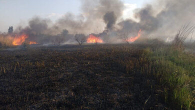 В Корабельном районе на берегу реки из-за поджога выгорело больше 2 га камыша | Корабелов.ИНФО