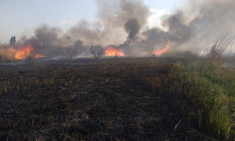 В Корабельном районе на берегу реки из-за поджога выгорело больше 2 га камыша | Корабелов.ИНФО