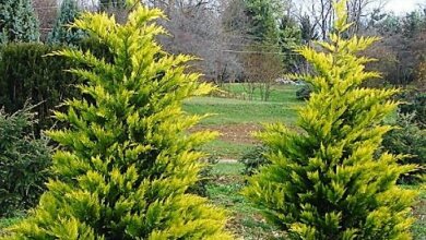 Пенсионерке дали условный срок за кражу декоративных деревьев в Корабельном районе | Корабелов.ИНФО