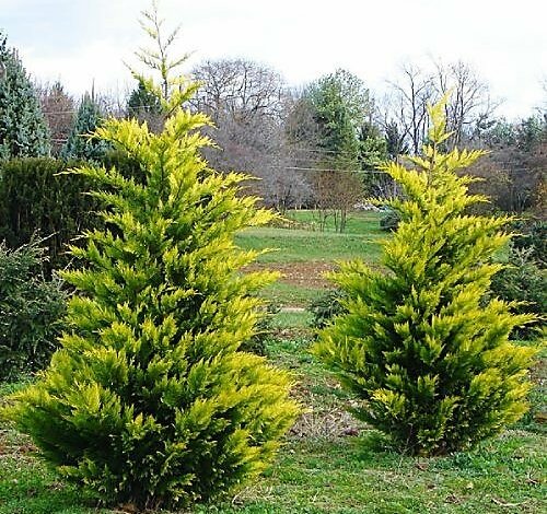 Пенсионерке дали условный срок за кражу декоративных деревьев в Корабельном районе | Корабелов.ИНФО