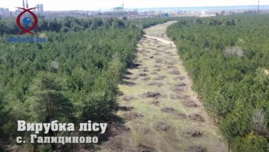 Рубить лес возле НГЗ под ж/д ветку для терминала Фалько начали без общественных слушаний (Видео) | Корабелов.ИНФО image 3