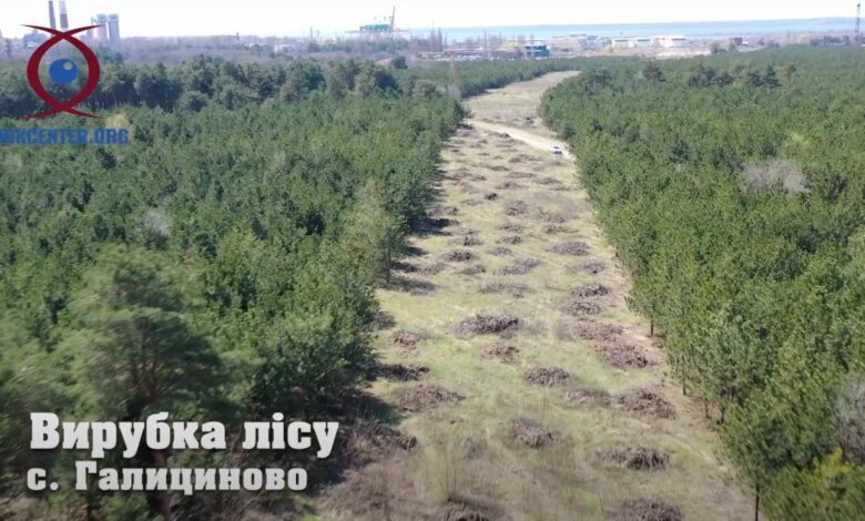 Рубить лес возле НГЗ под ж/д ветку для терминала Фалько начали без общественных слушаний (Видео) | Корабелов.ИНФО image 3