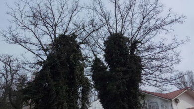 деревья в Корабельном районе