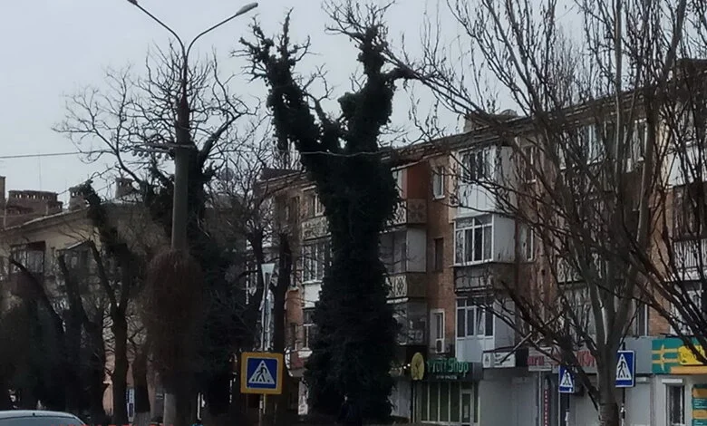 COVID в Корабельном: 3 смерти за первую неделю мая; сейчас болеют почти 600 жителей | Корабелов.ИНФО