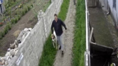 Алабай загрыз маленькую собачку на прогулке: еще одно нападение агрессивного пса в Корабельном (видео) | Корабелов.ИНФО